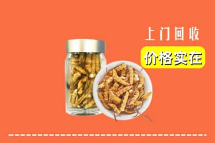 浦北县回收散虫草